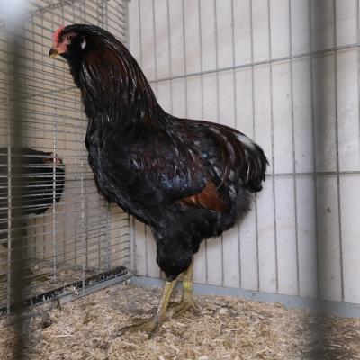2023 12 03 0013 Gkf Lokalschau Hd Web