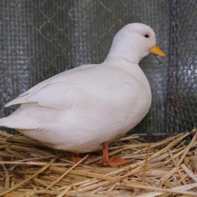 A Ente 2 Hd