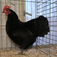2024 12 01 202 Gkf Lokalschau Gefluegel Hd