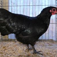 2024 12 01 204 Gkf Lokalschau Gefluegel Hd