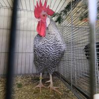 2024 12 01 206 Gkf Lokalschau Gefluegel Hd