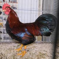 2024 12 01 208 Gkf Lokalschau Gefluegel Hd