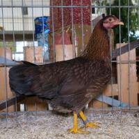 2024 12 01 212 Gkf Lokalschau Gefluegel Hd