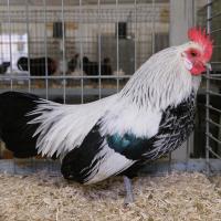 2024 12 01 215 Gkf Lokalschau Gefluegel Hd