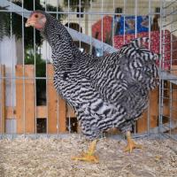 2024 12 01 216 Gkf Lokalschau Gefluegel Hd