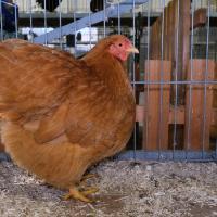 2024 12 01 217 Gkf Lokalschau Gefluegel Hd