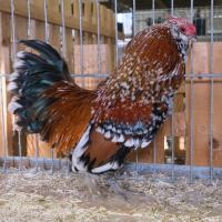 2024 12 01 218 Gkf Lokalschau Gefluegel Hd