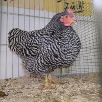 2024 12 01 219 Gkf Lokalschau Gefluegel Hd