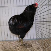 2024 12 01 221 Gkf Lokalschau Gefluegel Hd