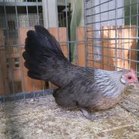 2024 12 01 223 Gkf Lokalschau Gefluegel Hd