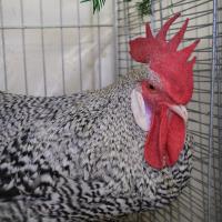2024 12 01 224 Gkf Lokalschau Gefluegel Hd