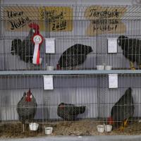 2025 11 30 102 Gkf Lokalschau Hd Web