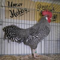 2025 11 30 104 Gkf Lokalschau Hd Web