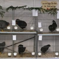 2025 11 30 105 Gkf Lokalschau Hd Web