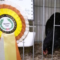 2025 11 30 106 Gkf Lokalschau Hd Web