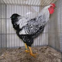 2025 11 30 108 Gkf Lokalschau Hd Web