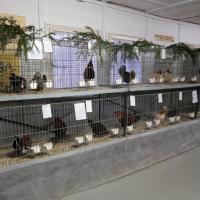 2025 11 30 109 Gkf Lokalschau Hd Web