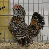 2025 11 30 110 Gkf Lokalschau Hd Web