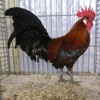 2025 11 30 111 Gkf Lokalschau Hd Web