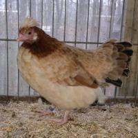 2025 11 30 112 Gkf Lokalschau Hd Web