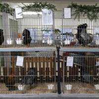 2025 11 30 113 Gkf Lokalschau Hd Web