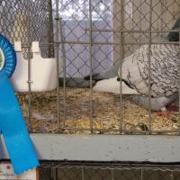 2025 11 30 115 Gkf Lokalschau Hd Web