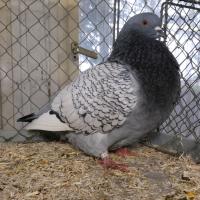 2025 11 30 116 Gkf Lokalschau Hd Web