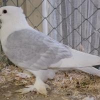 2025 11 30 117 Gkf Lokalschau Hd Web