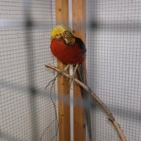 2025 11 30 118 Gkf Lokalschau Hd Web