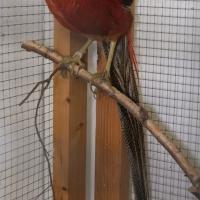 2025 11 30 119 Gkf Lokalschau Hd Web