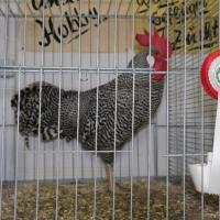 Lokalschau 30. November 2025